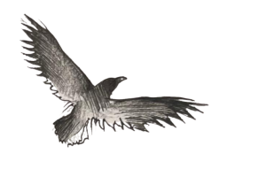 Envol corbeau